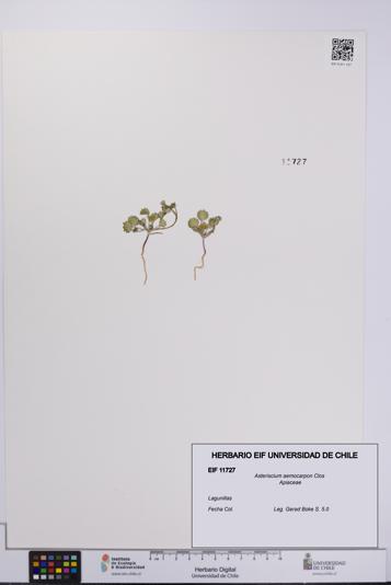 Asteriscium aemocarpon [Espécimen: UCH:EIF:0011727]