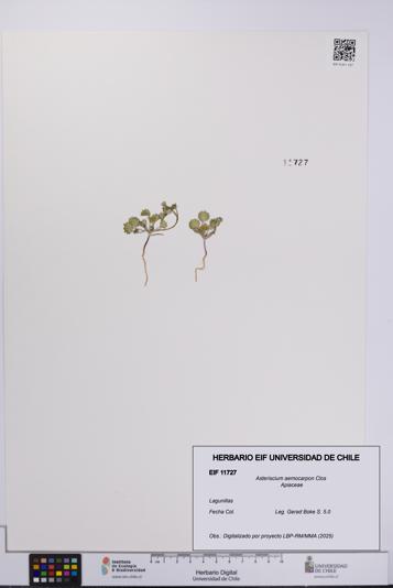 Asteriscium aemocarpon [Espécimen: UCH:EIF:0011727]