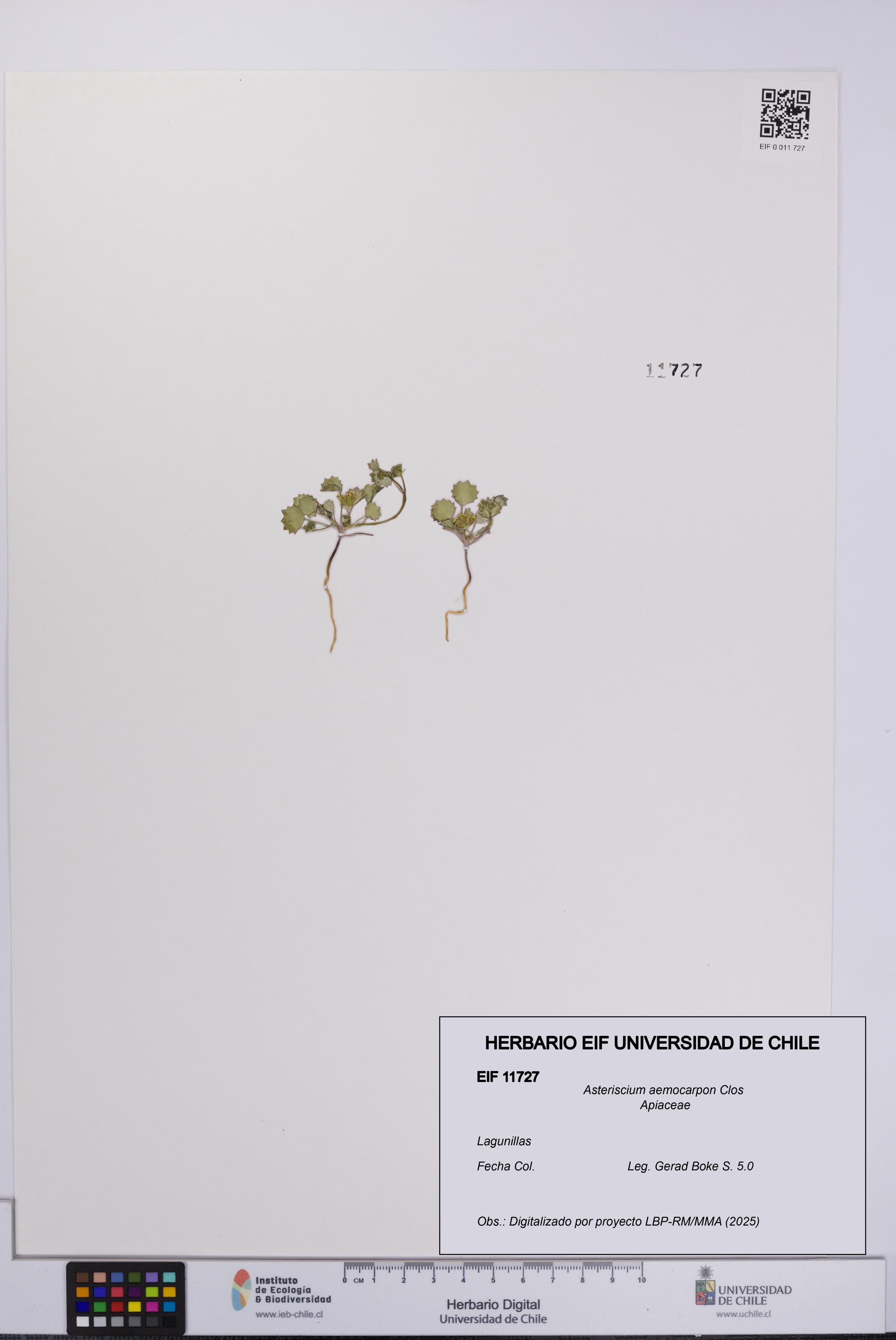 Asteriscium aemocarpon [Espécimen: UCH:EIF:0011727]