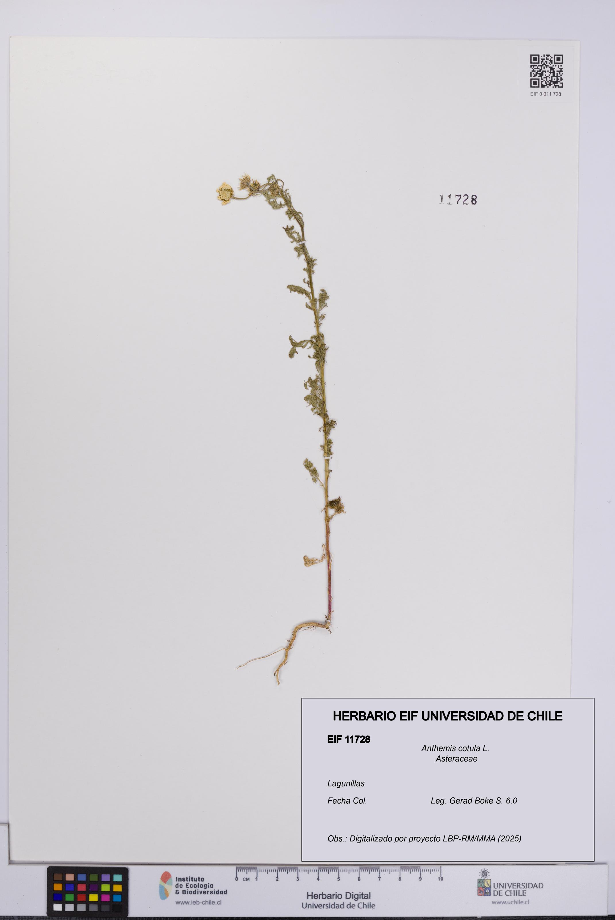 Anthemis cotula [Espécimen: UCH:EIF:0011728]