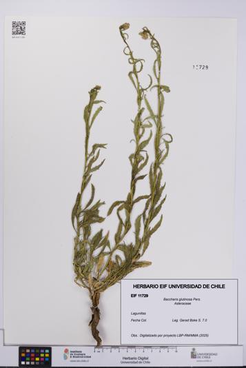 Baccharis glutinosa [Espécimen: UCH:EIF:0011729]