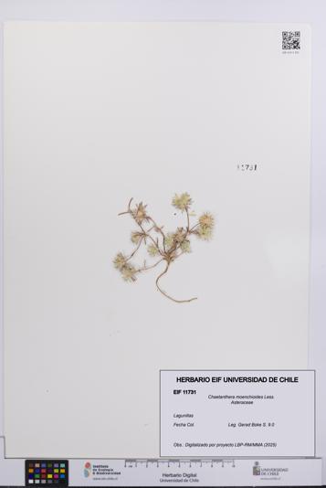 Chaetanthera moenchioides [Espécimen: UCH:EIF:0011731]
