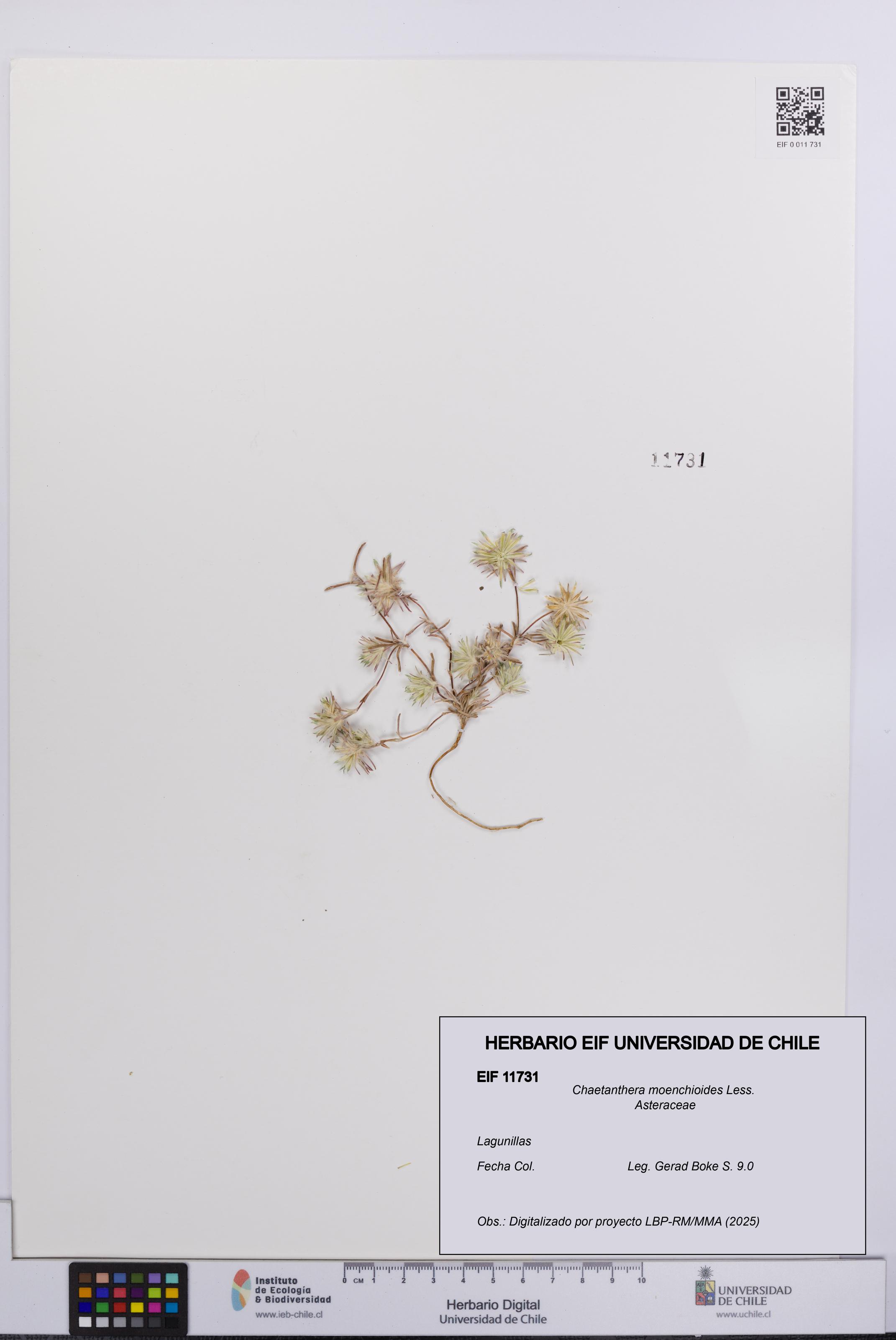 Chaetanthera moenchioides [Espécimen: UCH:EIF:0011731]