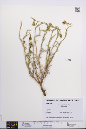 Senecio laevicaulis [Espécimen: UCH:EIF:0011735]