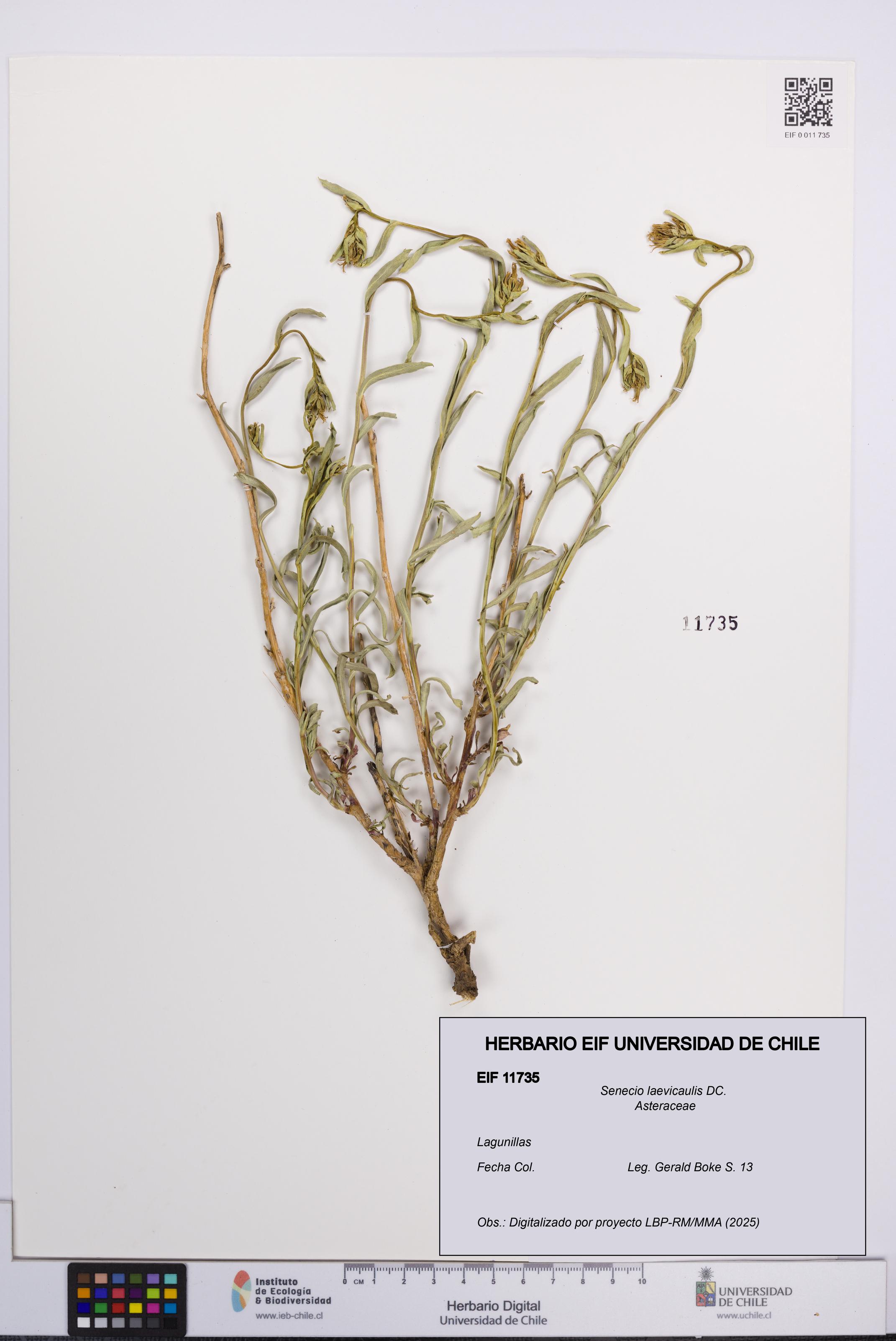 Senecio laevicaulis [Espécimen: UCH:EIF:0011735]