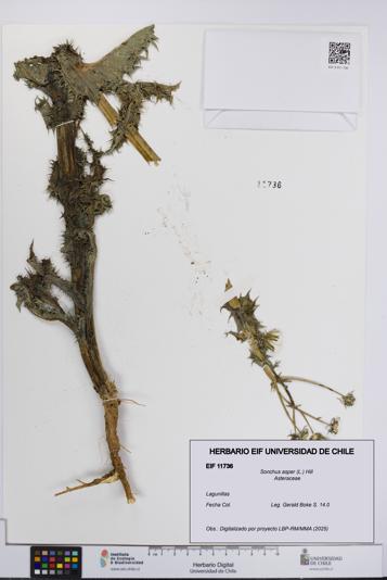 Sonchus asper [Espécimen: UCH:EIF:0011736]