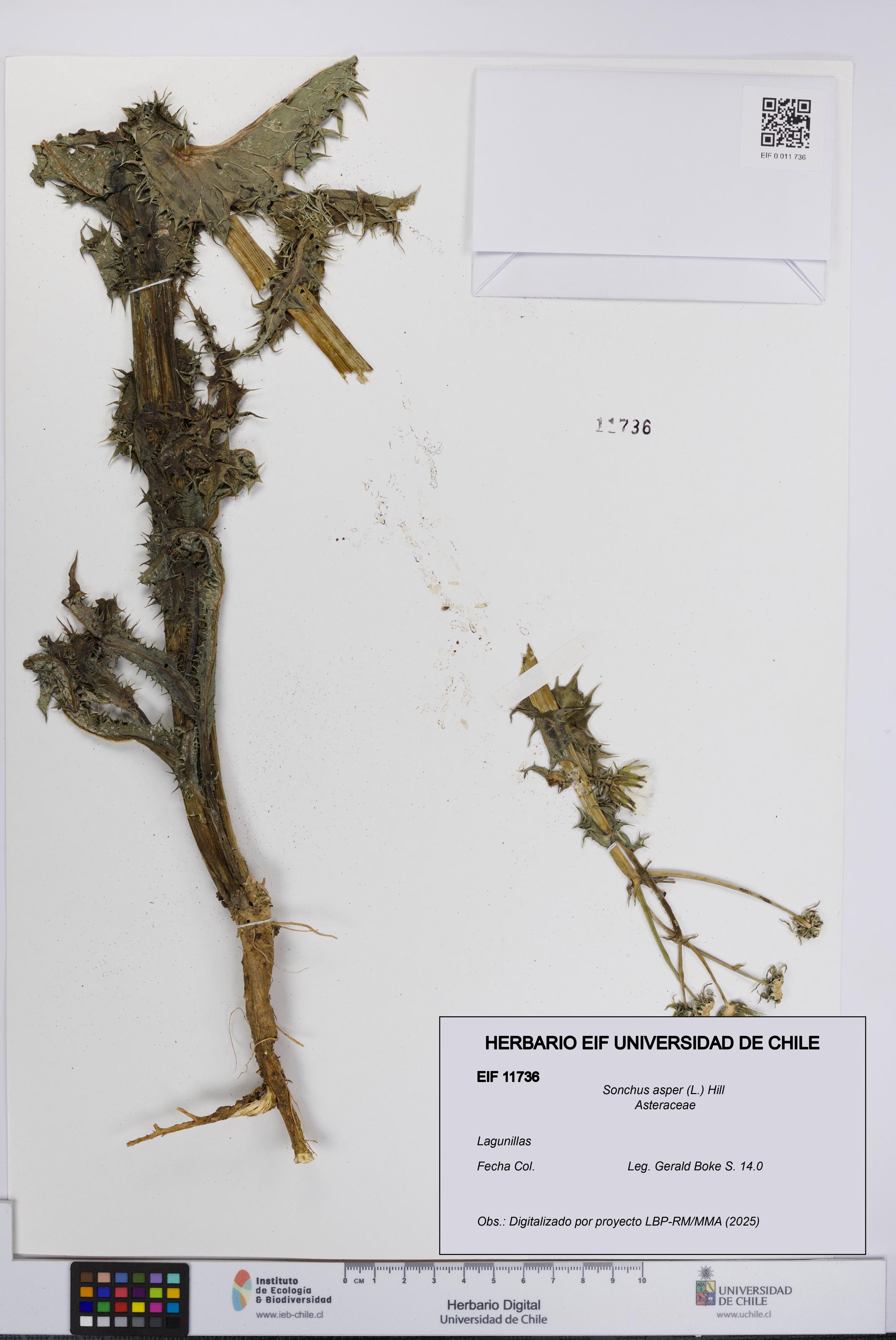 Sonchus asper [Espécimen: UCH:EIF:0011736]