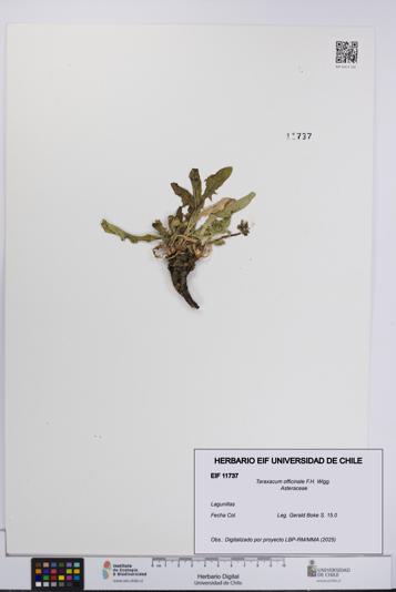 Taraxacum officinale [Espécimen: UCH:EIF:0011737]