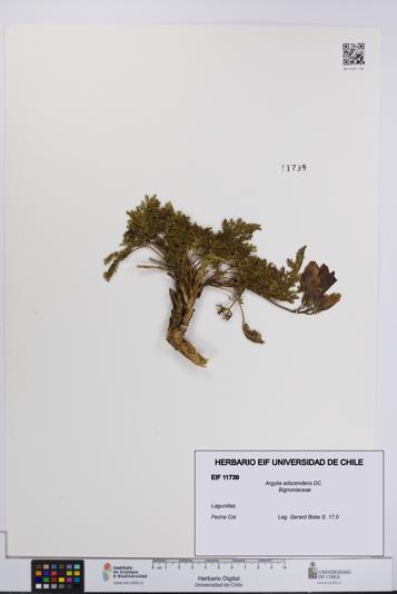 Argylia adscendens [Espécimen: UCH:EIF:0011739]