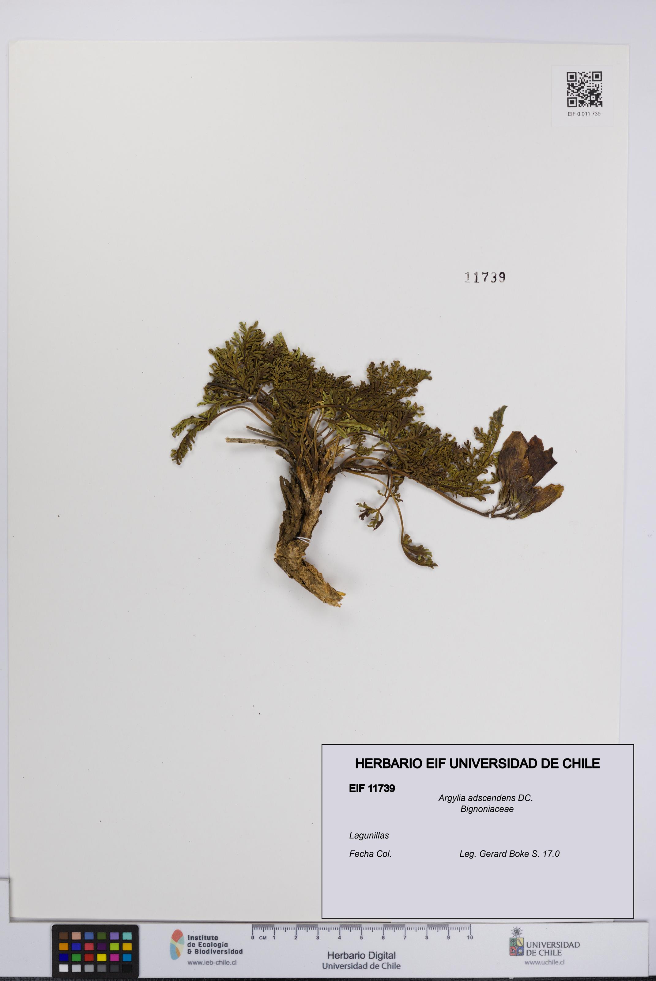 Argylia adscendens [Espécimen: UCH:EIF:0011739]