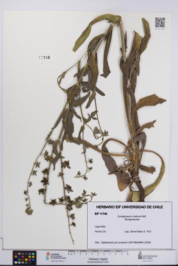 Cynoglossum creticum [Espécimen: UCH:EIF:0011740]