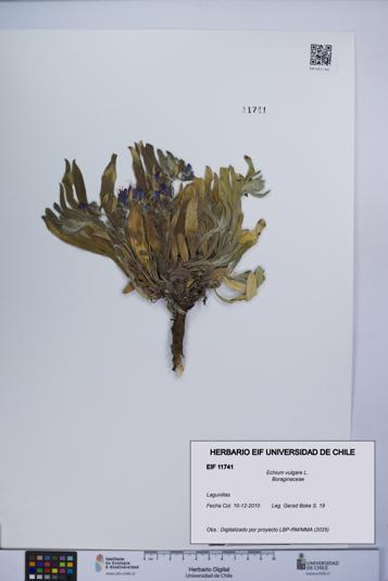 Echium vulgare [Espécimen: UCH:EIF:0011741]