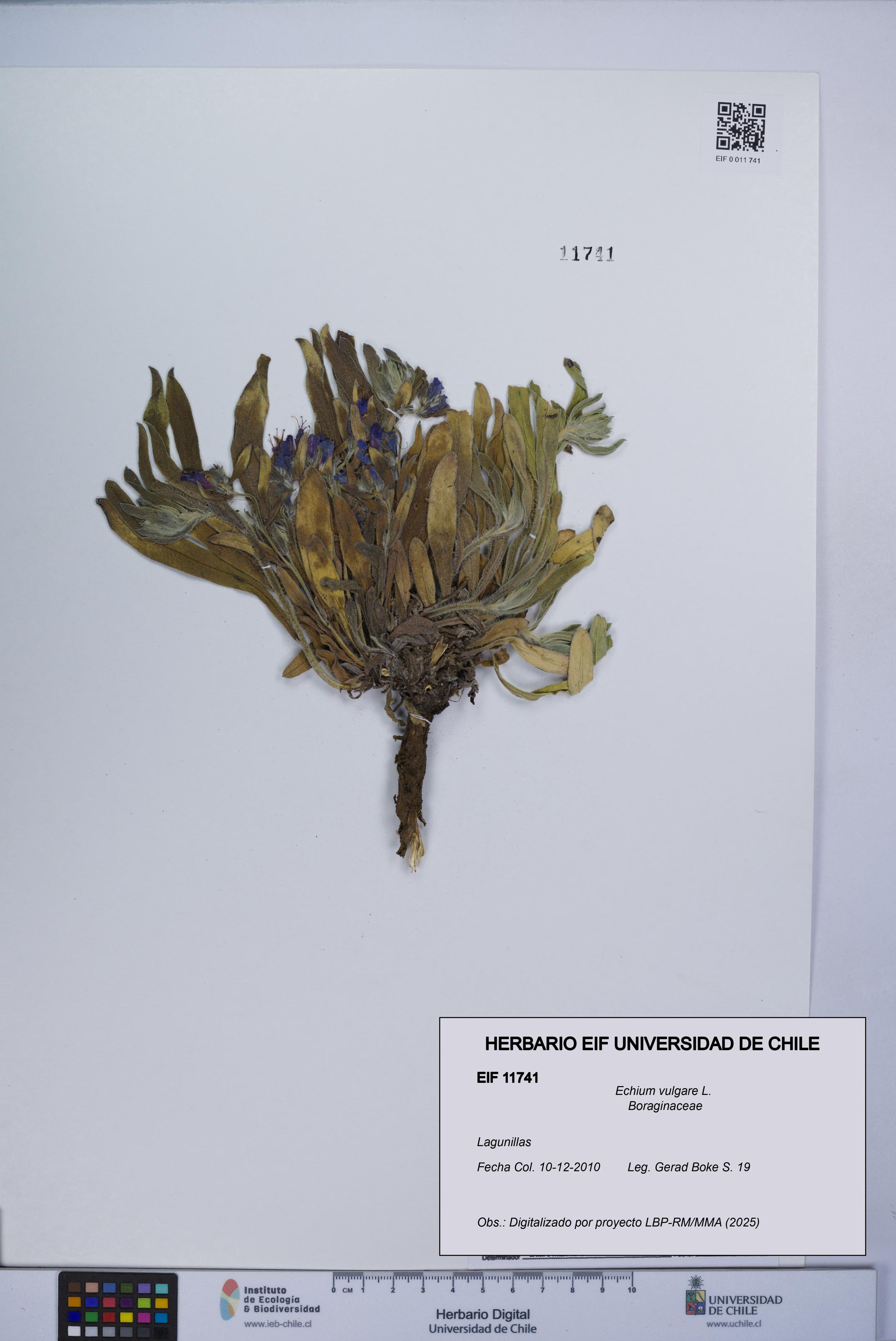 Echium vulgare [Espécimen: UCH:EIF:0011741]