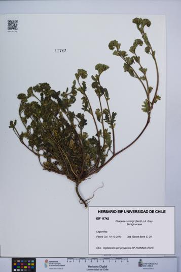 Phacelia cumingii [Espécimen: UCH:EIF:0011742]