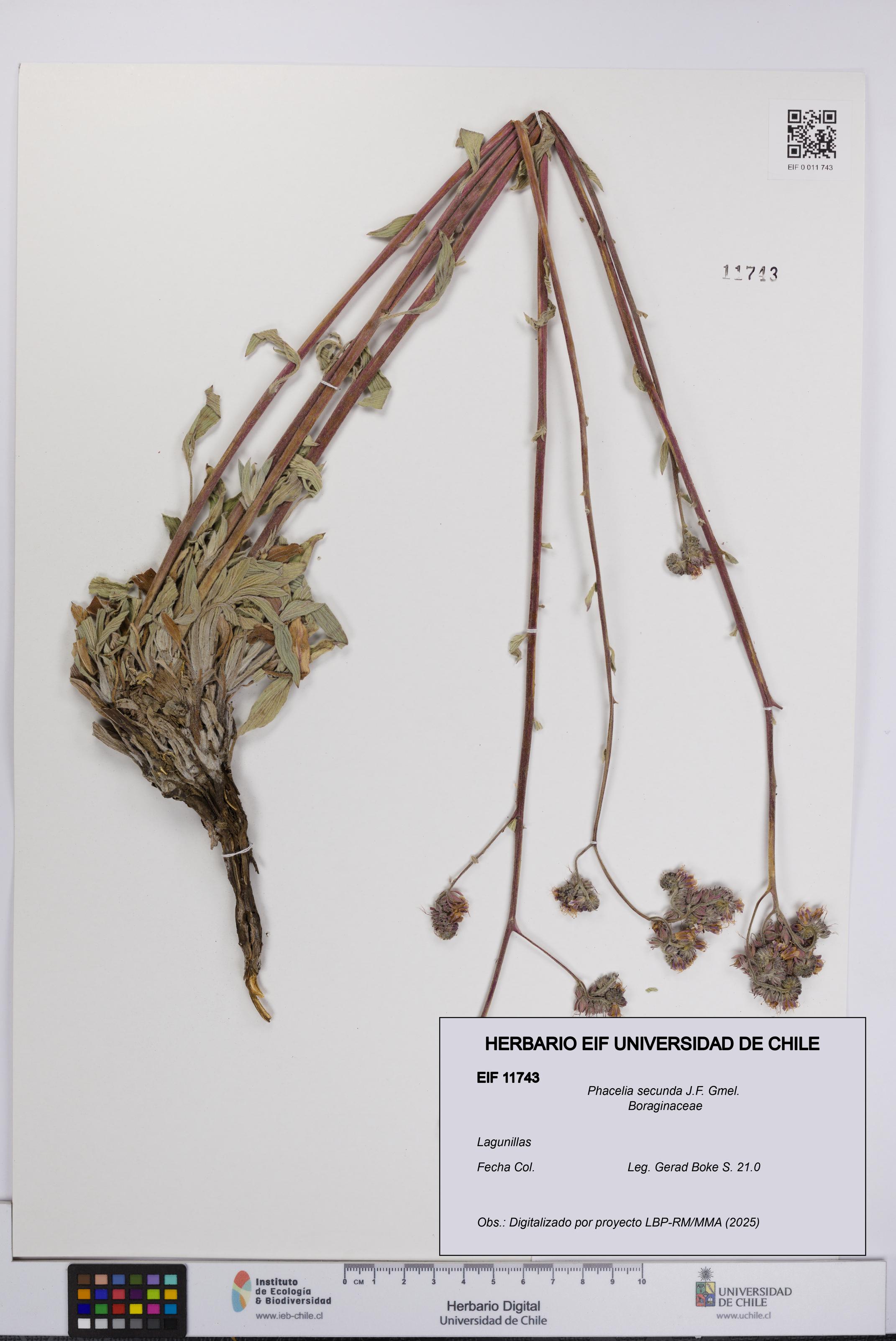 Phacelia secunda [Espécimen: UCH:EIF:0011743]