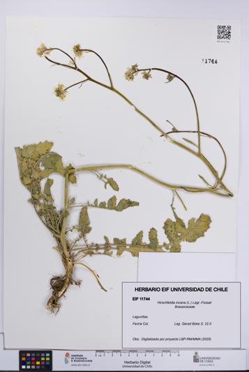 Hirschfeldia incana [Espécimen: UCH:EIF:0011744]