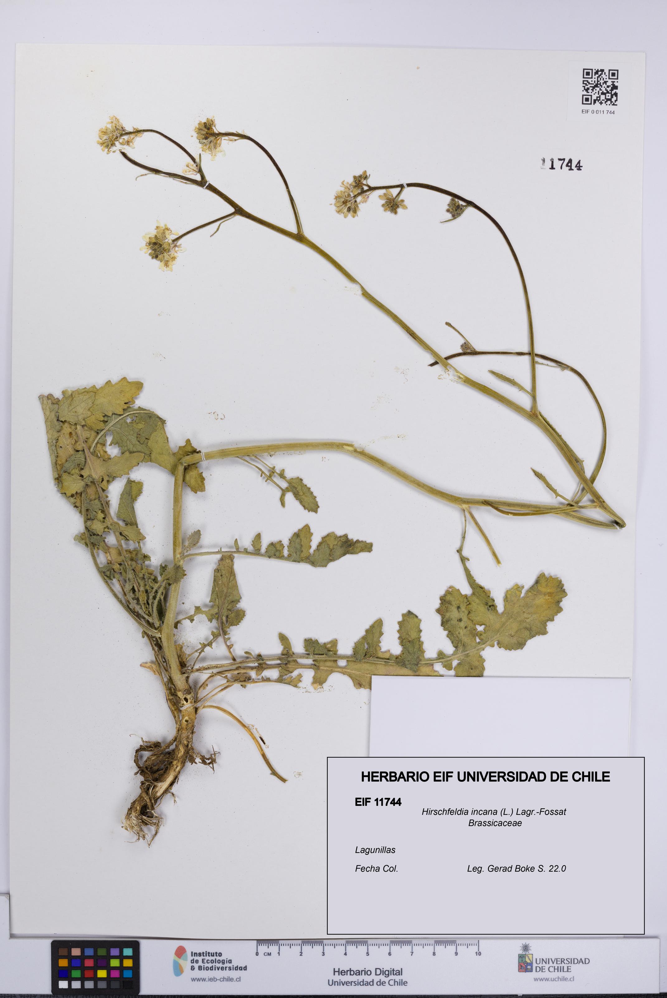 Hirschfeldia incana [Espécimen: UCH:EIF:0011744]