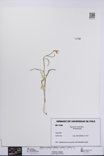 Sisymbrium orientale [Espécimen: UCH:EIF:0011746]
