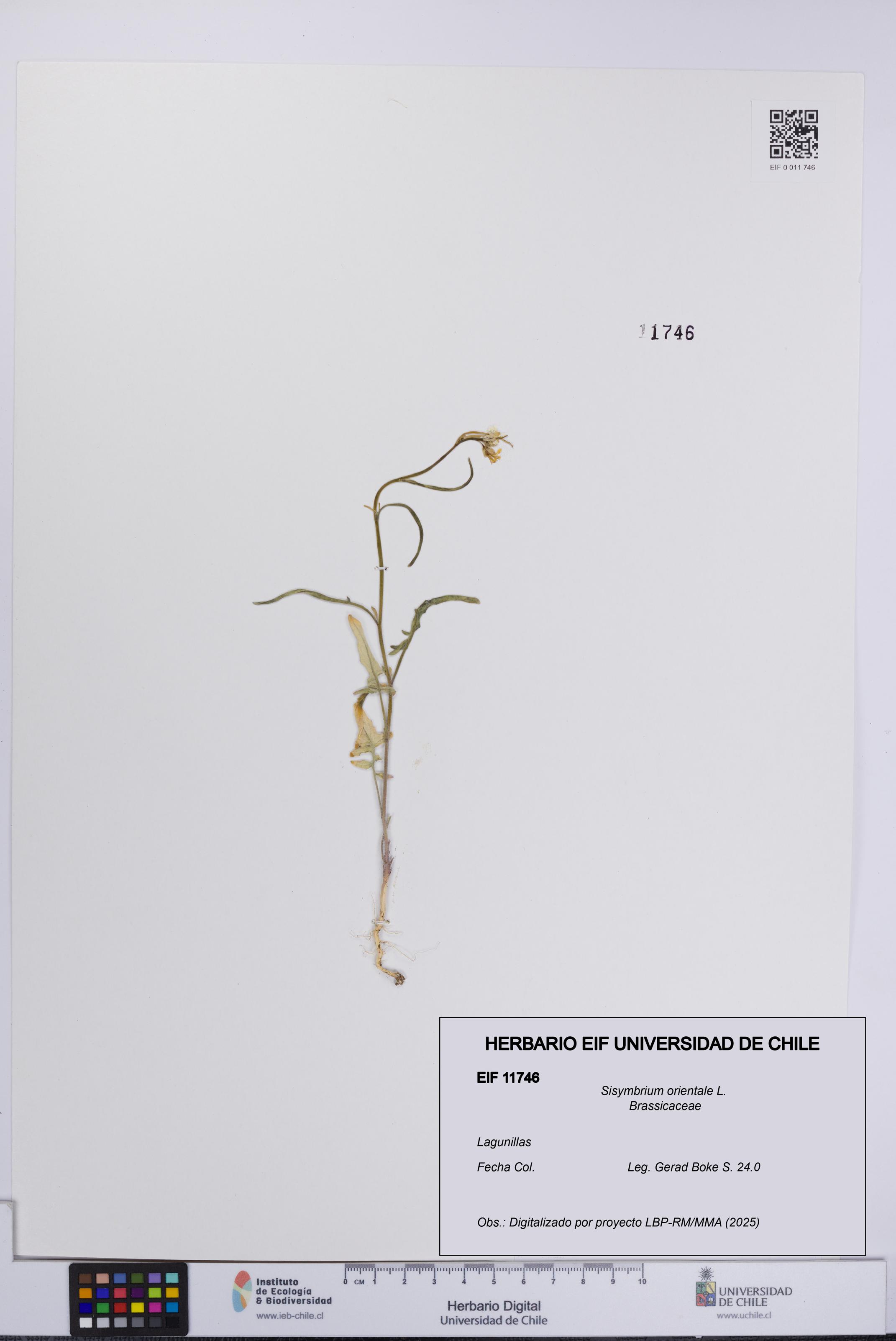 Sisymbrium orientale [Espécimen: UCH:EIF:0011746]