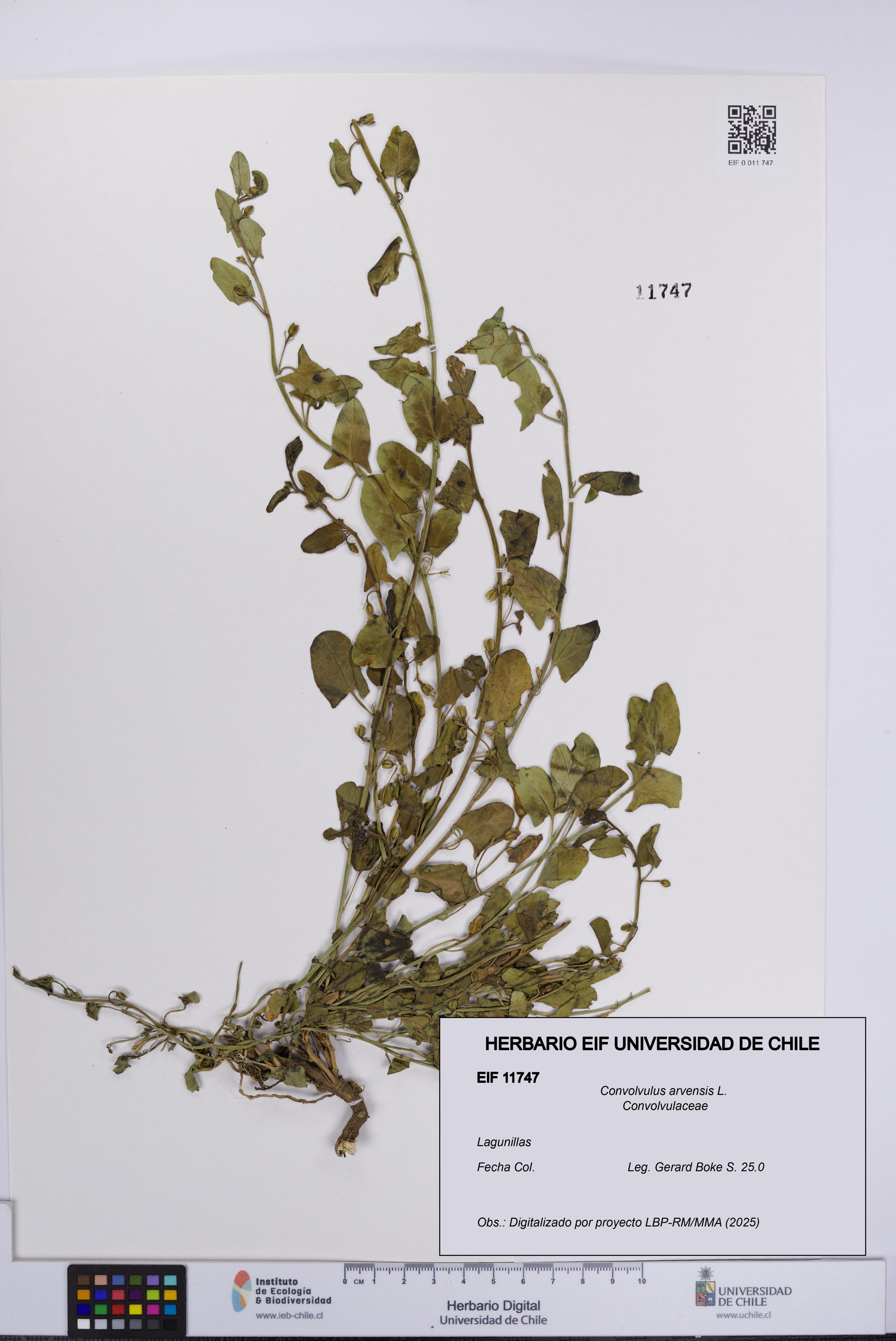 Convolvulus arvensis [Espécimen: UCH:EIF:0011747]