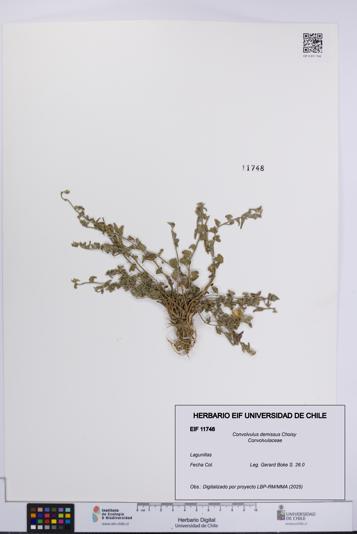 Convolvulus demissus [Espécimen: UCH:EIF:0011748]