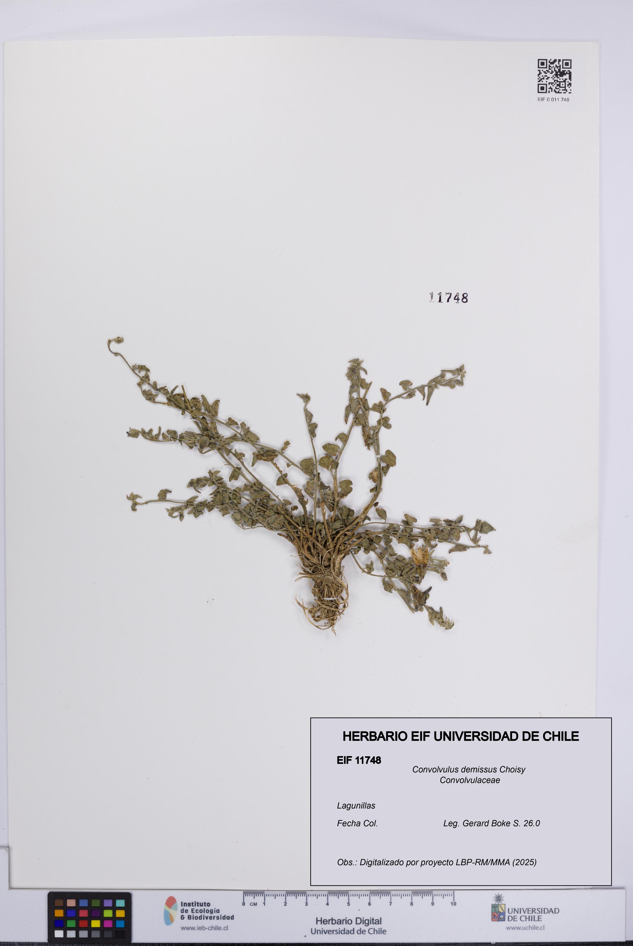 Convolvulus demissus [Espécimen: UCH:EIF:0011748]