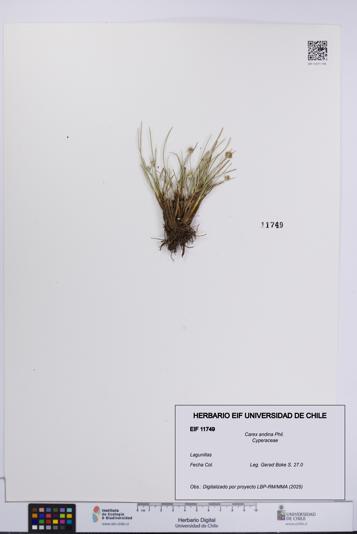 Carex andina [Espécimen: UCH:EIF:0011749]