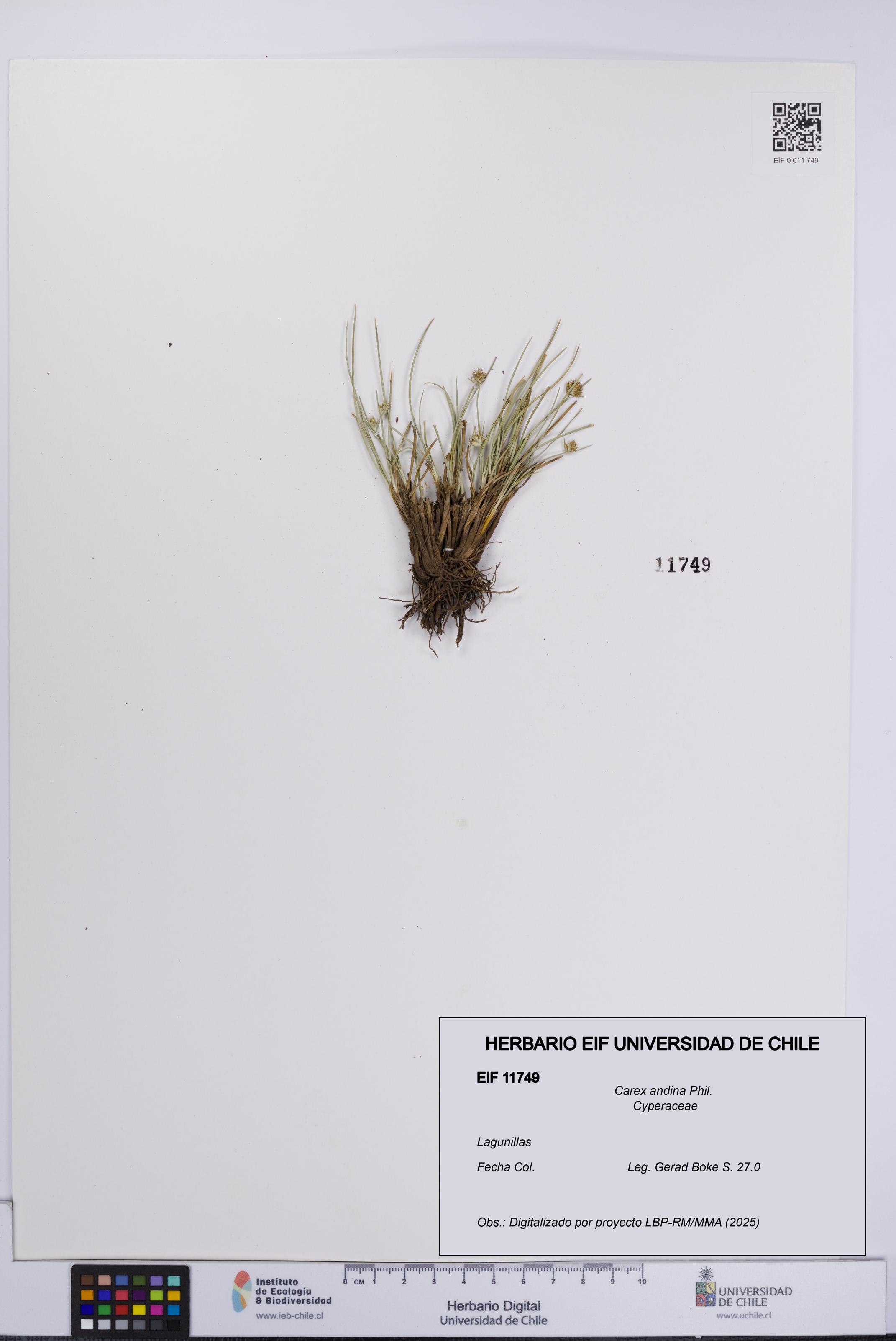 Carex andina [Espécimen: UCH:EIF:0011749]