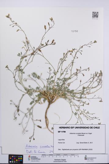 Adesmia cuneata [Espécimen: UCH:EIF:0011750]