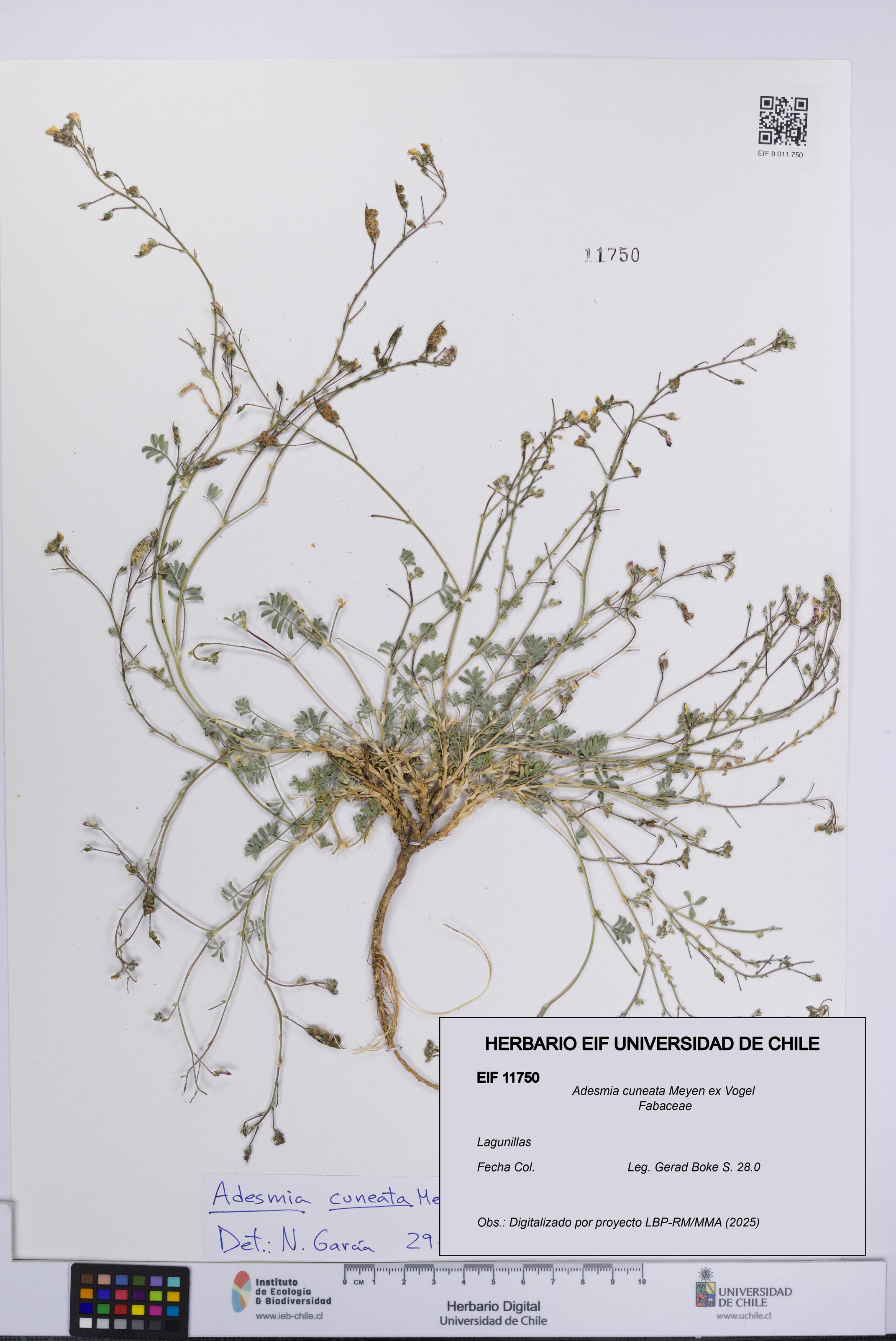 Adesmia cuneata [Espécimen: UCH:EIF:0011750]