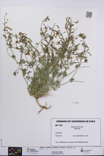 Adesmia exilis [Espécimen: UCH:EIF:0011751]