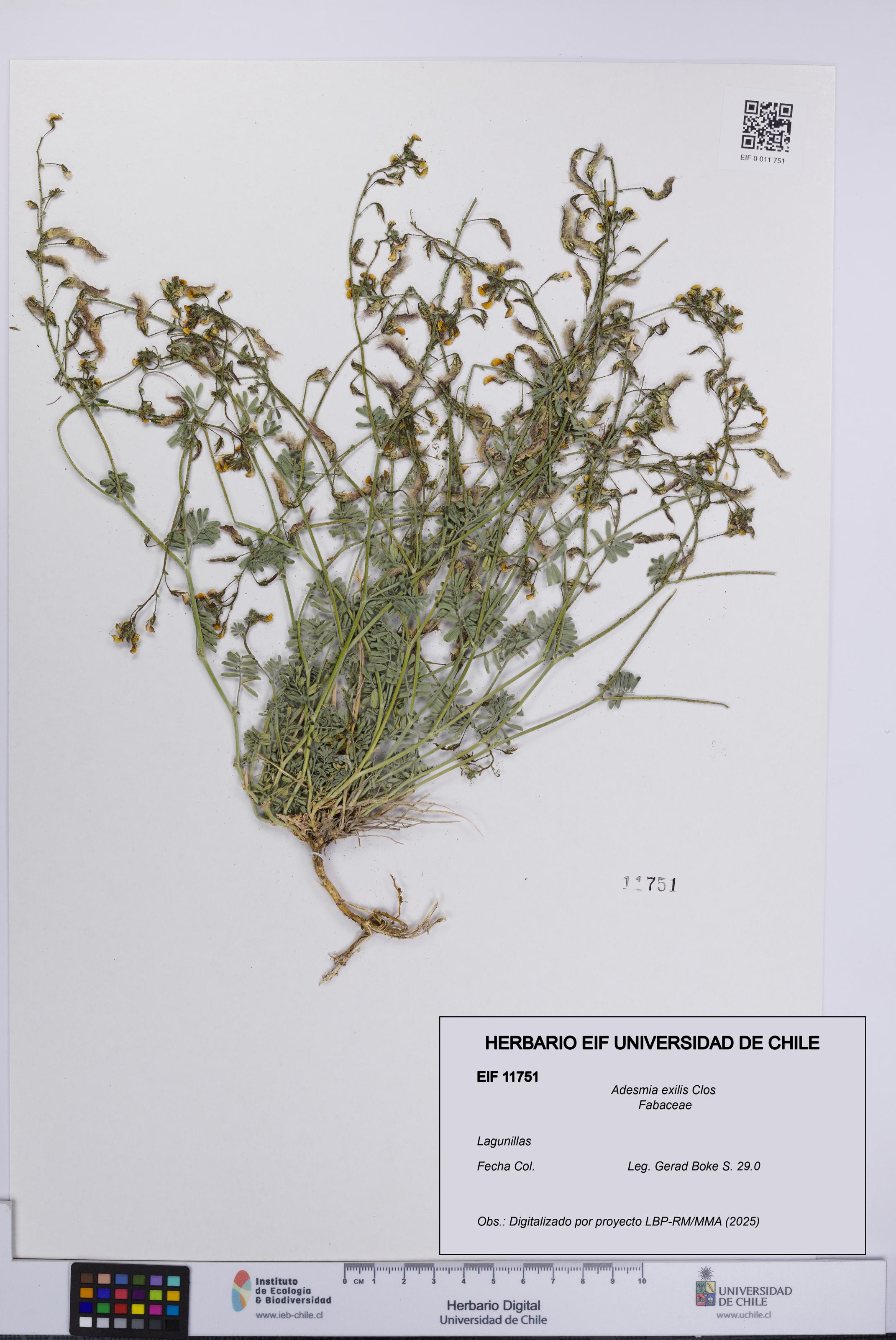 Adesmia exilis [Espécimen: UCH:EIF:0011751]