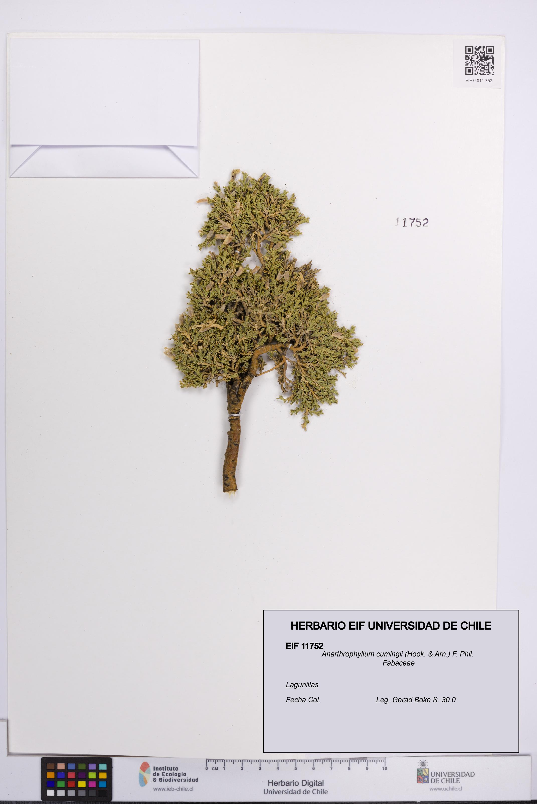 Anarthrophyllum cumingii [Espécimen: UCH:EIF:0011752]
