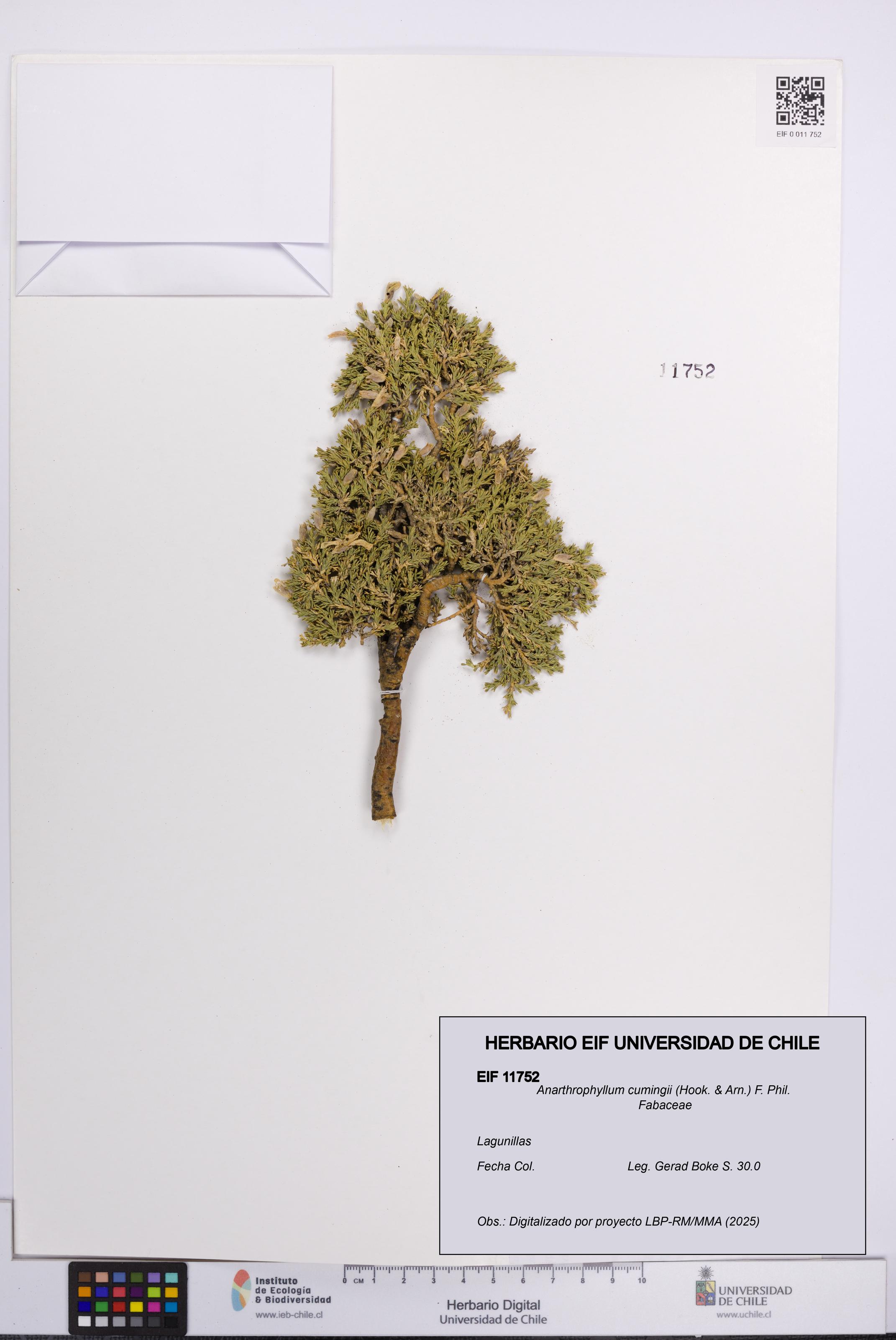 Anarthrophyllum cumingii [Espécimen: UCH:EIF:0011752]