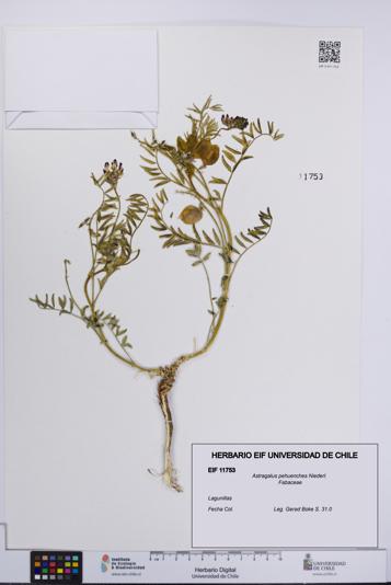 Astragalus pehuenches [Espécimen: UCH:EIF:0011753]