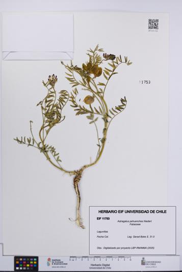 Astragalus pehuenches [Espécimen: UCH:EIF:0011753]