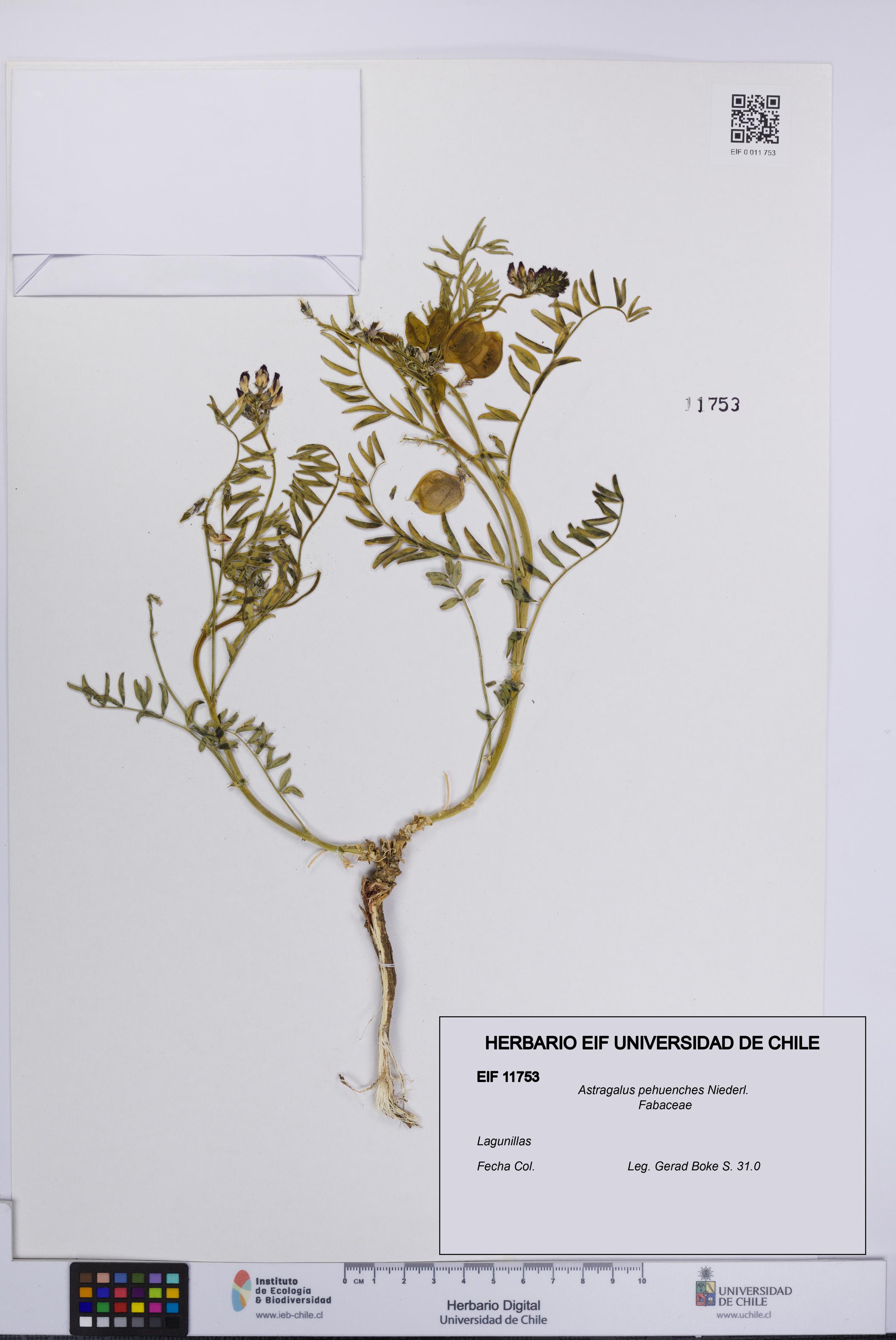 Astragalus pehuenches [Espécimen: UCH:EIF:0011753]