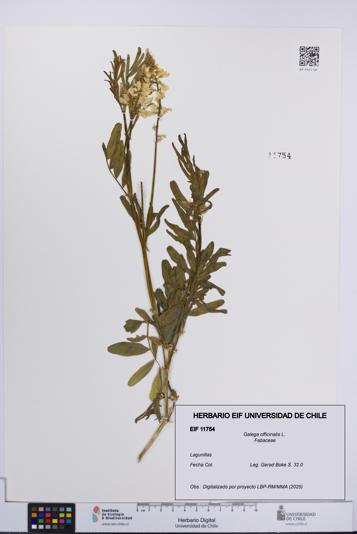 Galega officinalis [Espécimen: UCH:EIF:0011754]
