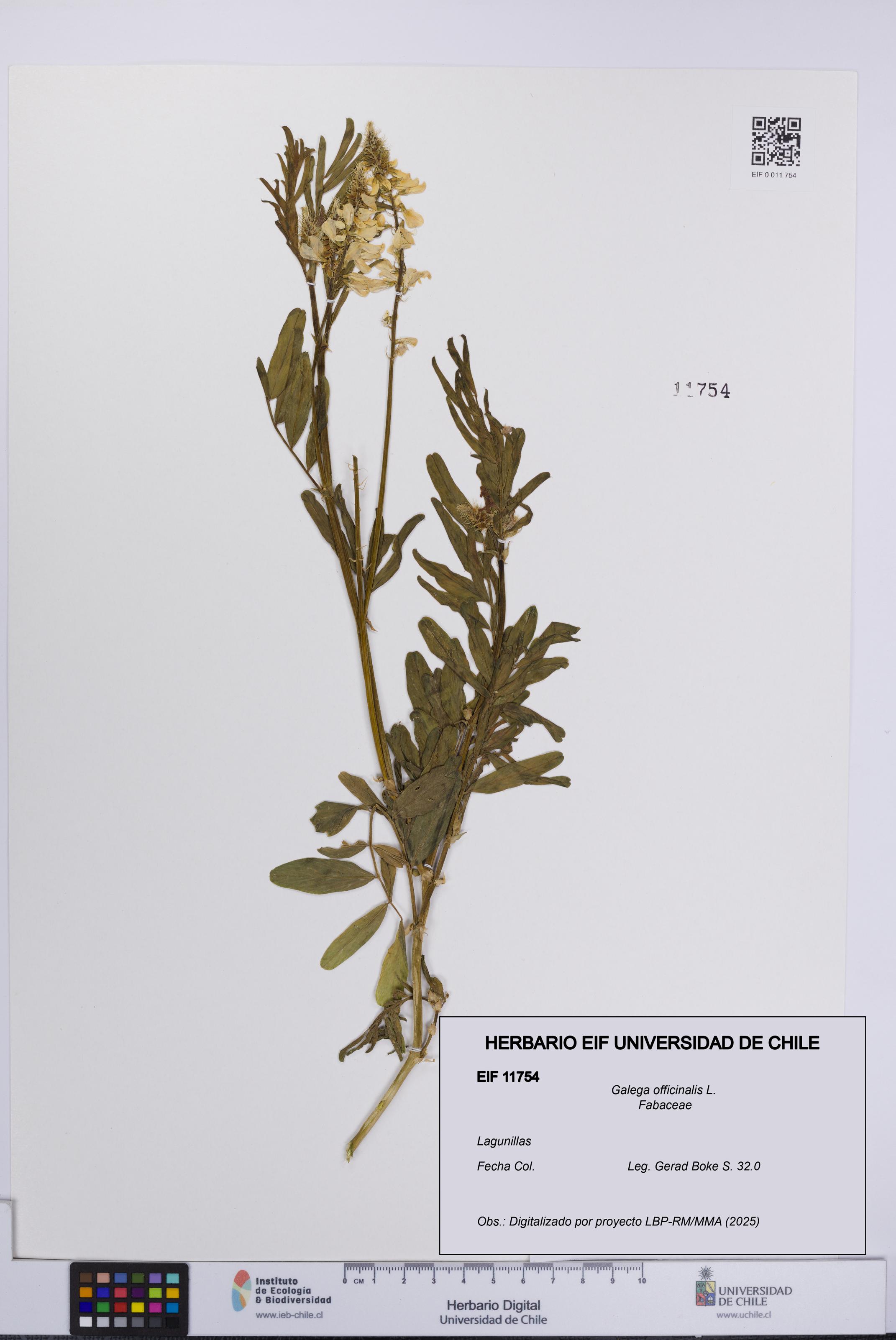 Galega officinalis [Espécimen: UCH:EIF:0011754]