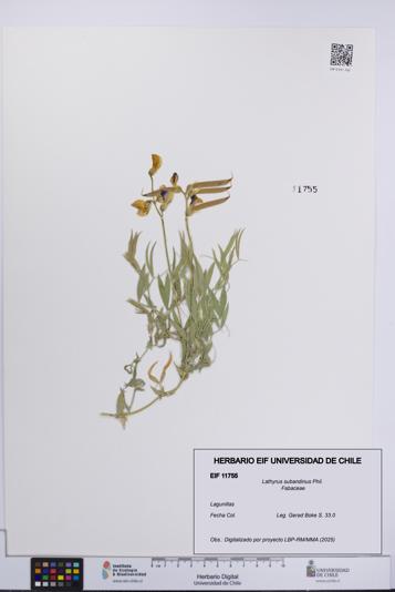 Lathyrus subandinus [Espécimen: UCH:EIF:0011755]