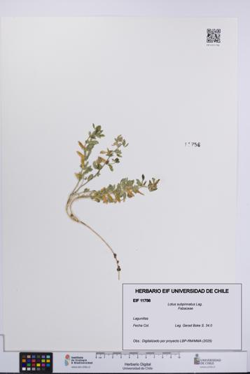 Lotus subpinnatus [Espécimen: UCH:EIF:0011756]