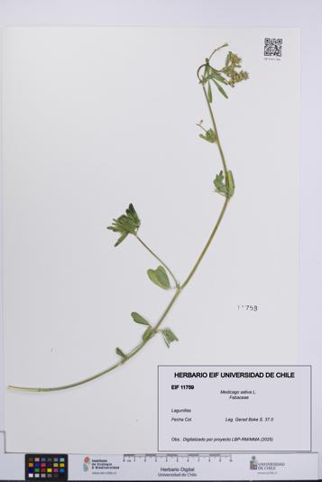 Medicago sativa [Espécimen: UCH:EIF:0011759]