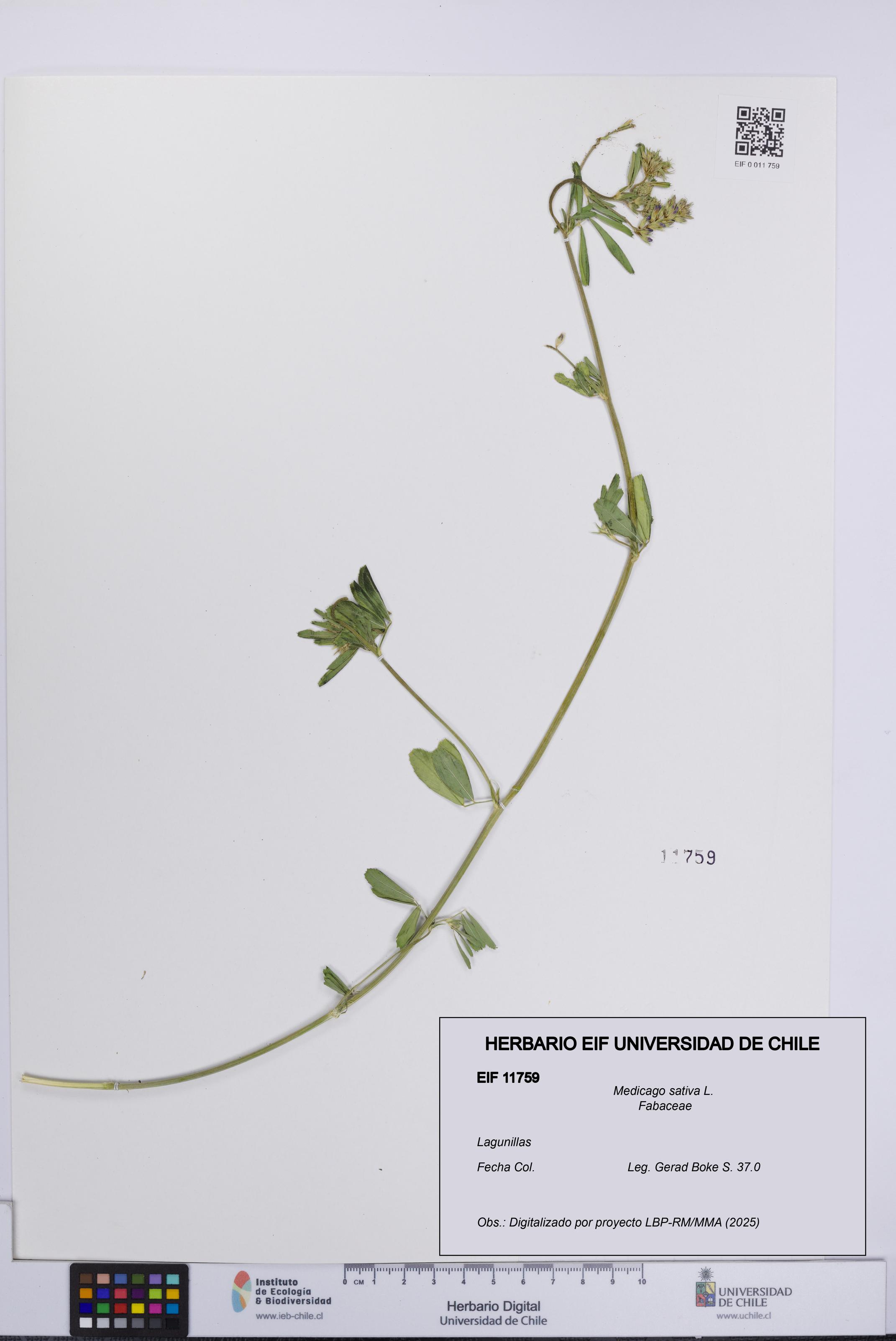 Medicago sativa [Espécimen: UCH:EIF:0011759]