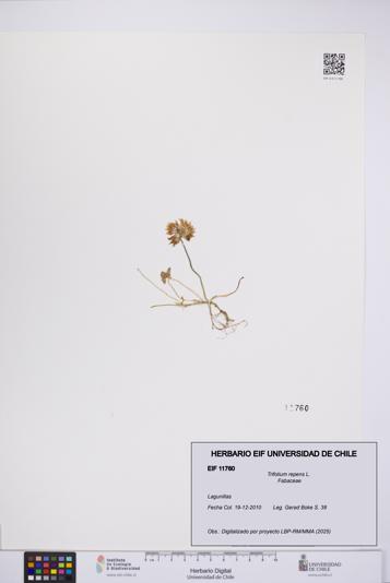 Trifolium repens [Espécimen: UCH:EIF:0011760]