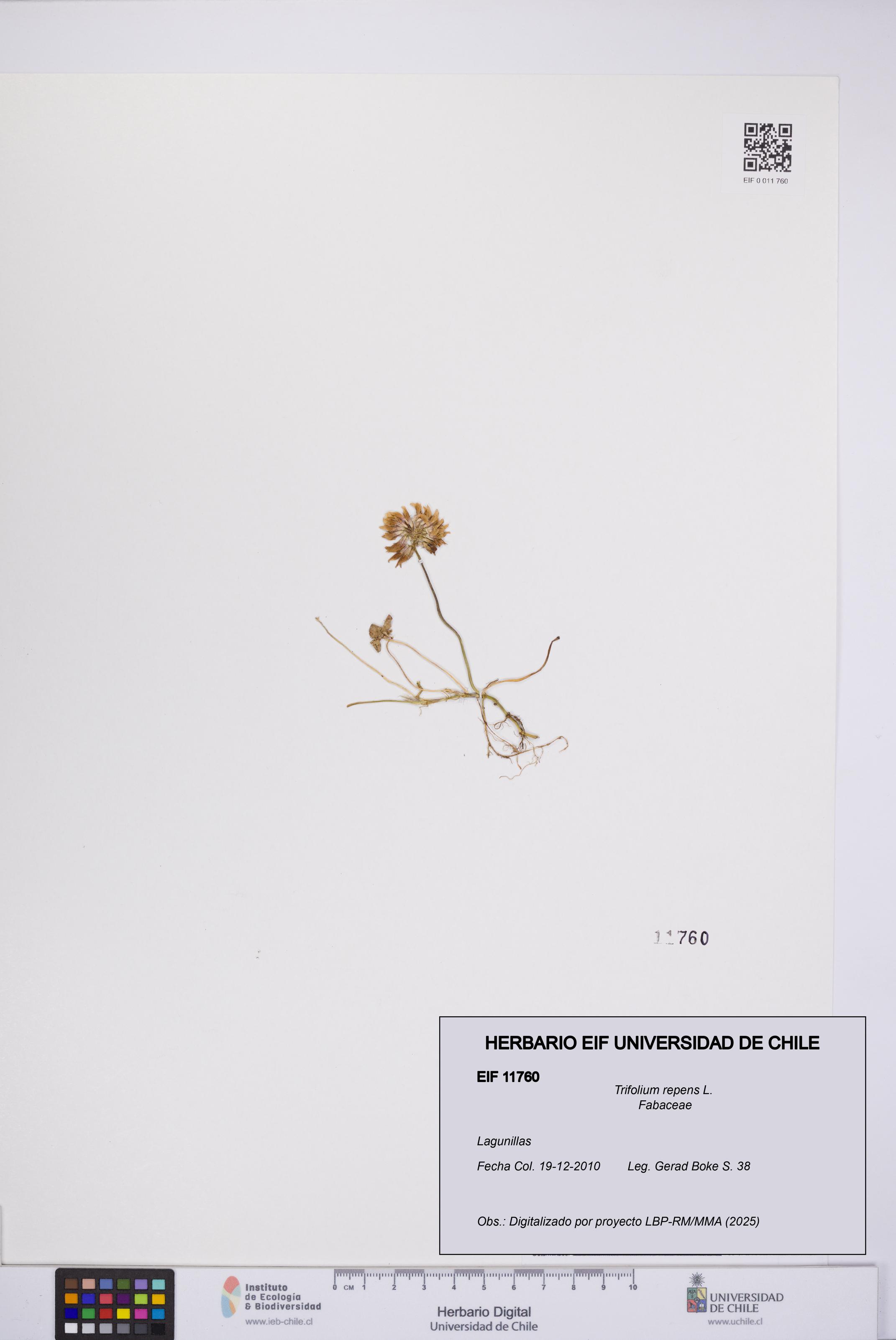 Trifolium repens [Espécimen: UCH:EIF:0011760]
