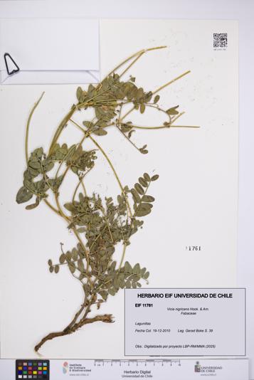 Vicia nigricans [Espécimen: UCH:EIF:0011761]
