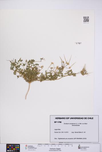 Erodium cicutarium [Espécimen: UCH:EIF:0011762]