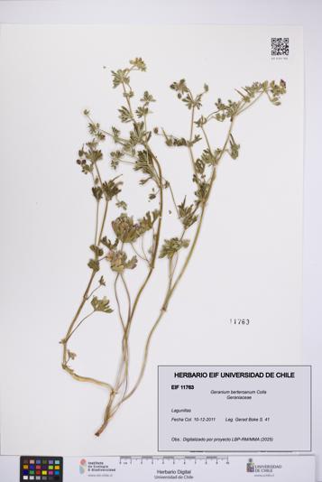 Geranium berteroanum [Espécimen: UCH:EIF:0011763]