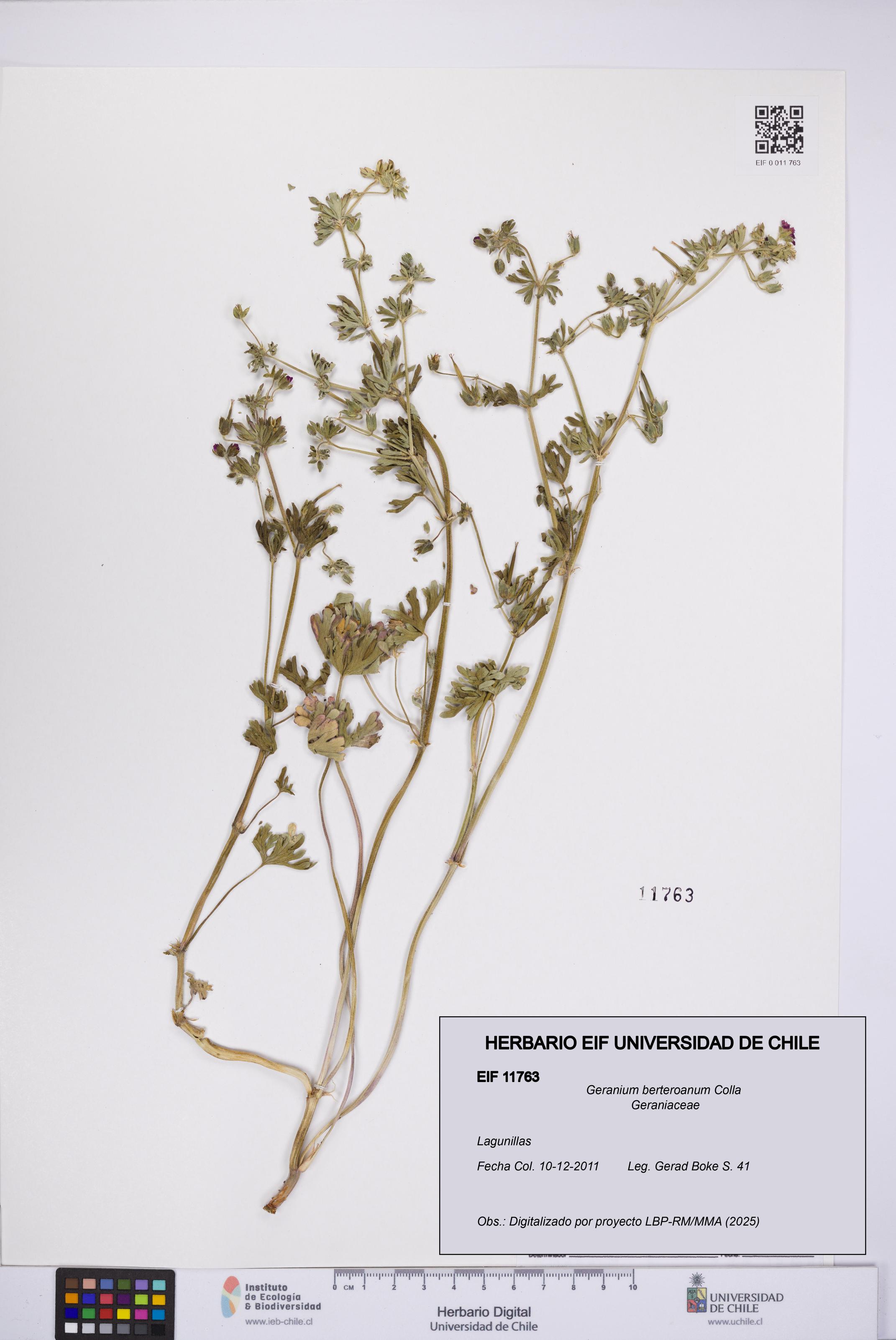 Geranium berteroanum [Espécimen: UCH:EIF:0011763]