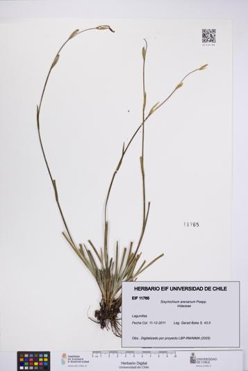 Sisyrinchium arenarium [Espécimen: UCH:EIF:0011765]